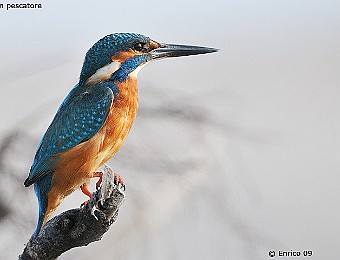 Animali 388
